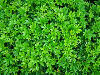Fototapeta na wymiar Fresh green palmate shape leaf of Dwarf umbrella leaves in the gargen, top view photo for background