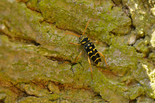 Eichen-Widderbock,Wespenbock ( Plagionotus arcuatus )	