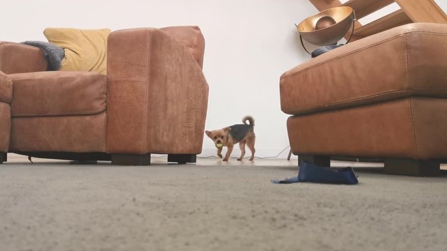 A female chorkie running after her toy tennis ball, collecting it and running towards the camera lens with the ball in her mouth before dropping it.