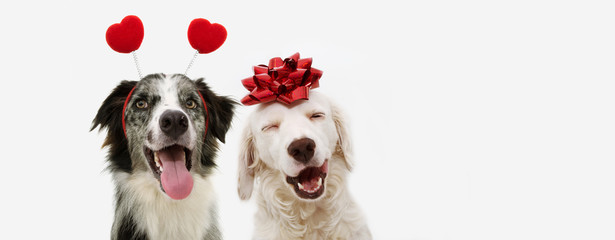 two happy dog present for valentine's day with a red ribbon on head and a heart shape diadem.  isolated against white background.