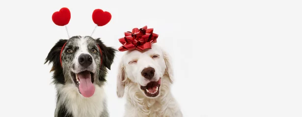 Fototapeten Zwei glückliche Hunde zum Valentinstag mit einem roten Band auf dem Kopf und einem herzförmigen Diadem. vor weißem hintergrund isoliert. © Sandra
