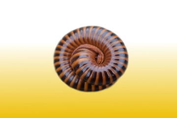 The millipede is bent on a orrang background.