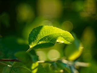 the bright sun through the leaves of Apple, Russia.