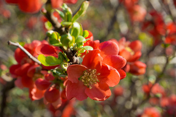 Closeup of Chaenomeles japonica tree in spring, Gebirgs Scheinquitte