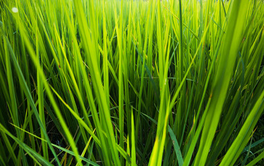 Close up of Green rice field