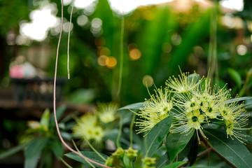 Yellow-Golden Penda flower with nice bokeh background