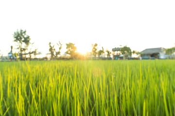 Blurred Green rice field