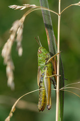 Grashüpfer (lat.: Gomphocerinae)