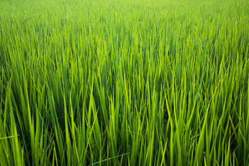 Rice field background