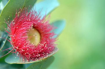 Large red blossom and blue green foliage of the Australian native Mottlecah, Eucalyptus macrocarpa, family Myrtaceae. Endemic to Western Australia. Flowers are the largest for the genus. Shallow depth
