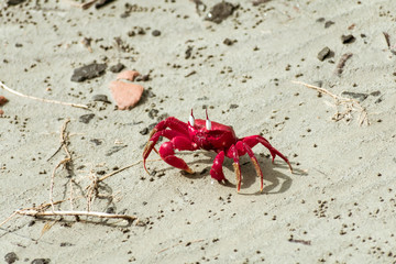 Christmas Island red crab (Gecarcoidea natalis), a Brachyura land crab or red crazy ant shellfish...