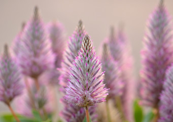 Feathery Australian native purple Ptilotus exaltatus flowers, family Amaranthaceae. Called Mulla...