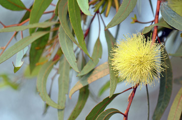 Yellow flowers of the Blue Mallet gum tree Eucalyptus gardneri, family Myrtaeae. Endemic to southern wheatbelt region of Western Australia. Also known as the Woacal. 