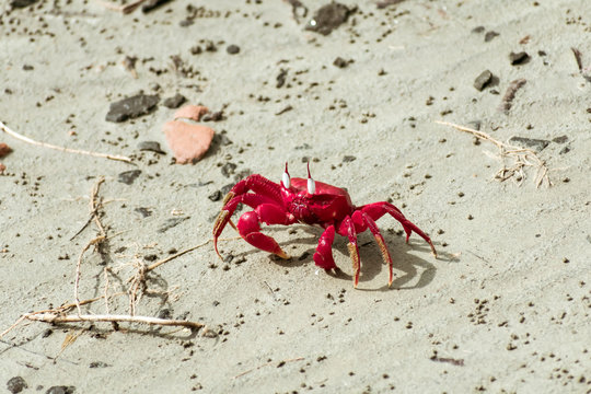 Christmas Island red crab (Gecarcoidea natalis), a Brachyura land crab or red crazy ant shellfish Gecarcinidae species that is endemic to Christmas Island and Cocos (Keeling) Islands in Indian Ocean.