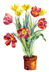 Bunch of spring tulips flowers in ceramic pot isolated on white background
