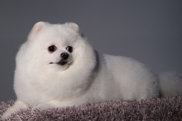 Happy puppies in a photo studio