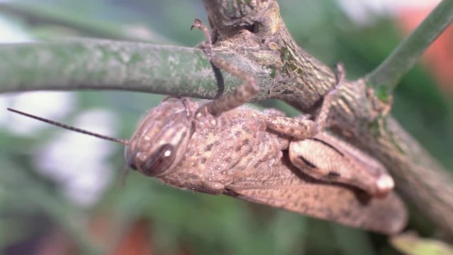 Brown Grasshopper on a stick. Extreme close up macro shot.