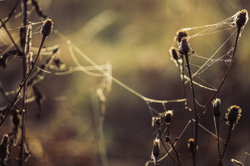 Dry plants covered by dew and spider web.