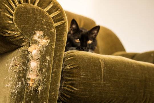 Stuffed chair scratched by cat - horizontal