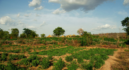 Fototapeta na wymiar View over the fields of an organic farm in northen Ghana