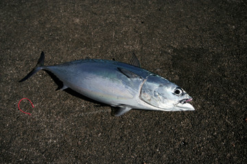 ソウダガツオ　tuna