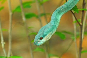closeup of blue viper snake, poisonous snake, Trimeresurus Insularis	