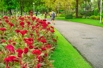 Field of red Cockscomp or Crested celosia blossom on green grass lawn beside walkway and trees, there are people walking and jogging in the public park