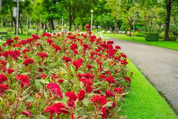 Field of red Cockscomp or Crested celosia blossom on green grass lawn beside walkway and trees in...