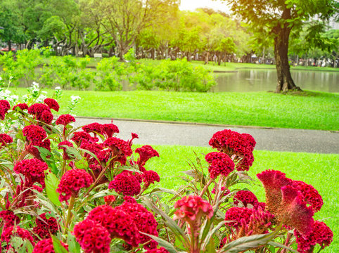 Field of red Cockscomp or Crested celosia blossom on green grass lawn beside walkway, trees and lake in the public park