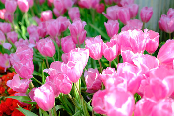 Obraz premium blooming tulip flower in garde