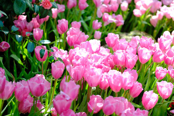 blooming tulip flower in garde