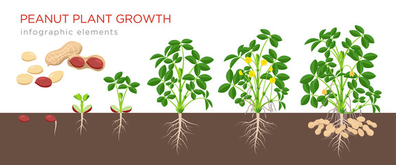 Peanut growing stages vector illustration in flat design. Planting process of groundnut plant. Peanut growth from seed to flowering and fruit-bearing plant isolated on white background. Ripe peanuts.