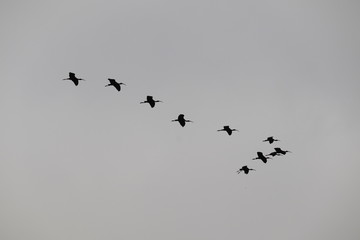 birds flying in the blue sky