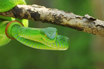 green viper snake, venomous and poisonous snake, trimeresurus albolabris