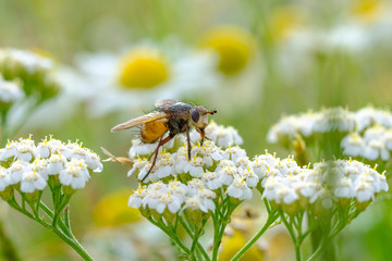 Makro einer Fliege auf weißen Blüten in einer Wiese