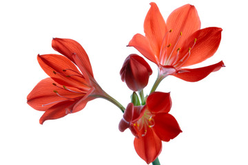red flower vallota. isolated on white