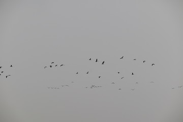 birds flying in the blue sky