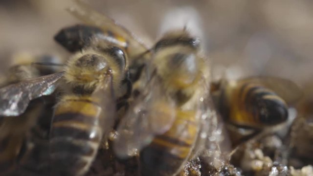 Honey bees frantically clamor over one another as they rush to rob spilled honey off of the ground. 4K