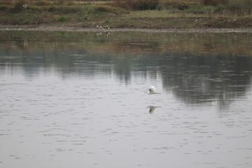 bird reflection in water while flying over river