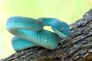blue viper snake, venomous and poisonous snake