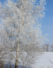 High birch covered with frost against the blue sky.