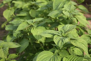 Unique fragrant perilla leaf