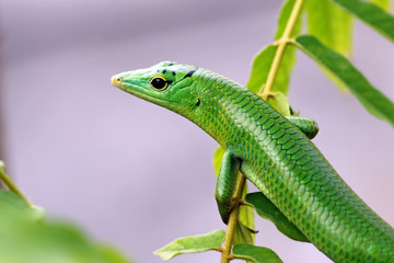 Fototapeta premium emerald tree skink head, lamprolepis smaragdina
