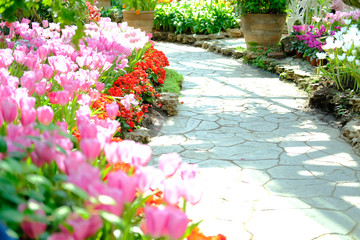 blooming tulip flower in garde