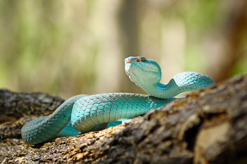 blue viper snake, venomous and poisonous snake