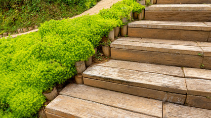 Fresh greenery foliage of needle-like leaves of Sedum angelina plant or stonecrop spreading beside the wooden stair
