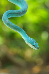blue viper snake, venomous and poisonous snake