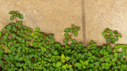 Fresh young green leaves of spanish shawl creeper or creeping houseplants known as Heterocentron...