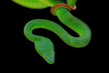 green viper snake on black background, venomous and poisonous snake