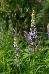 Spring meadow with beautiful lupin flowers.